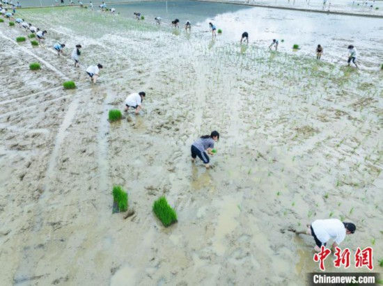 图为5月21日，航拍绥阳县旺草中学学生在旺草万亩大坝体验插秧。唐哲 摄