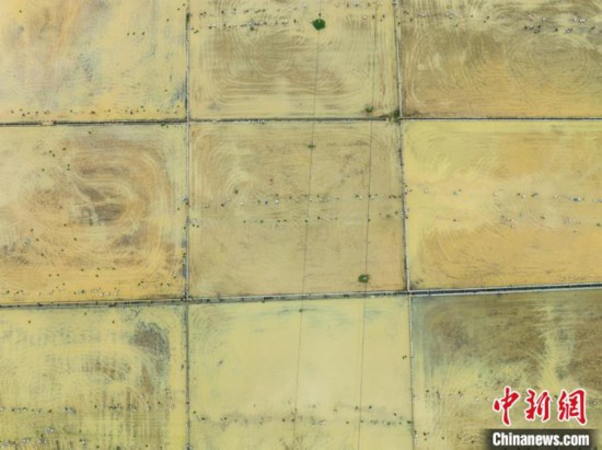 图为5月21日，航拍绥阳县旺草中学学生在旺草万亩大坝体验插秧。唐哲 摄
