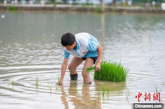 图为5月21日，一名学生在绥阳县旺草万亩大坝体验插秧。唐哲 摄