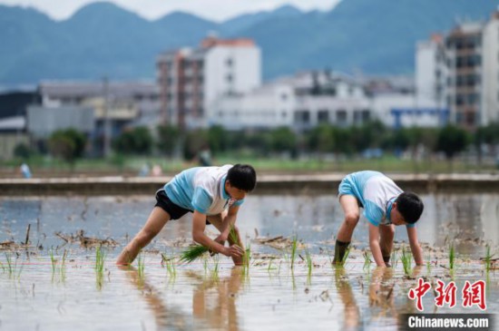 图为5月21日，两名学生在绥阳县旺草万亩大坝体验插秧。唐哲 摄
