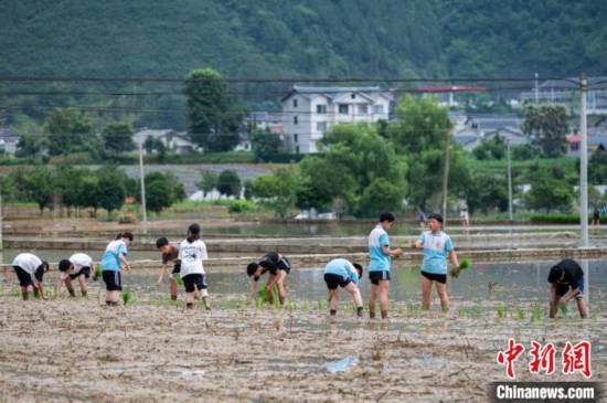  图为5月21日，绥阳县旺草中学学生在旺草万亩大坝体验插秧。唐哲 摄